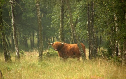 nature scottish highlander oxen