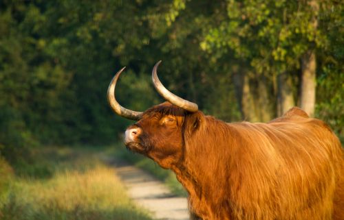 nature scottish highlander oxen