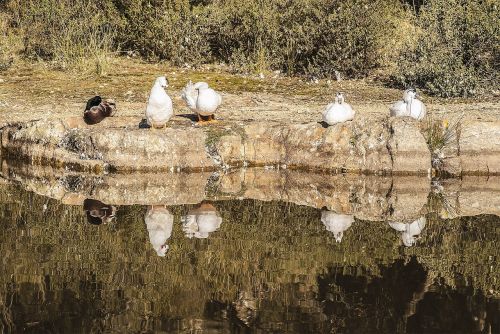 nature lake animal world