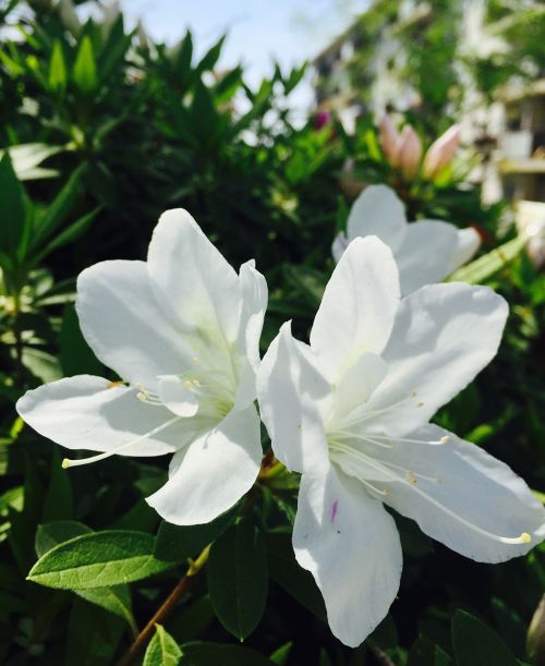 nature white flower spring