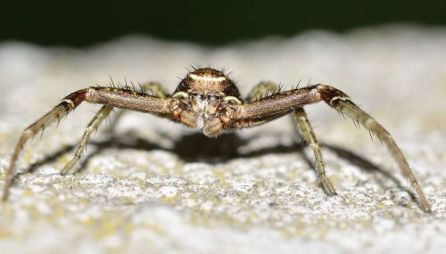 nature arachnida spider