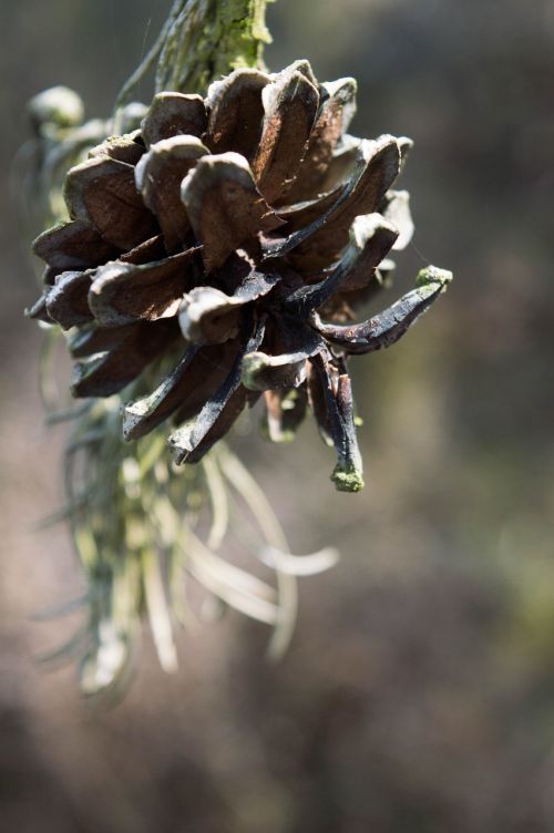 nature close up tree