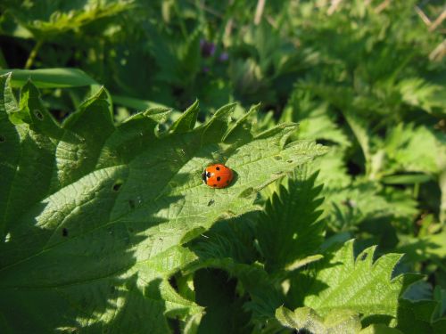 nature nettle ladybug