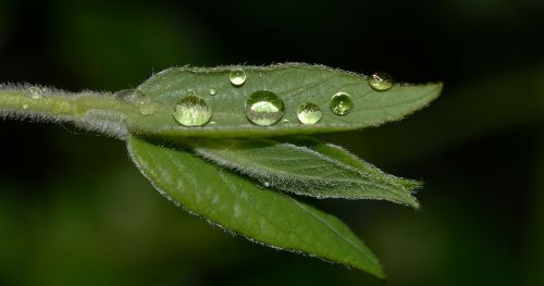 nature water rain