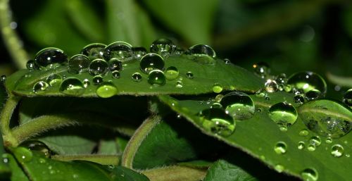 nature water drops