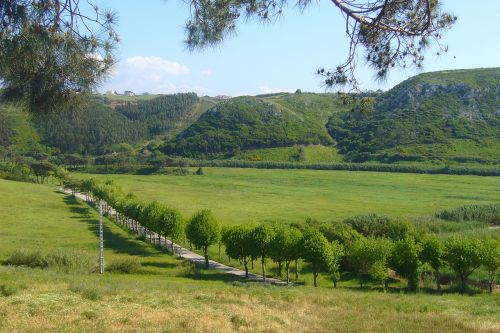 nature landscape trees