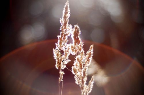 nature bokeh blur