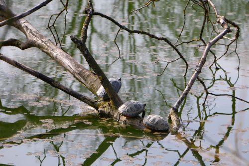 nature pond water