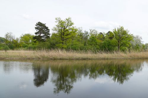 nature nature reserve pond