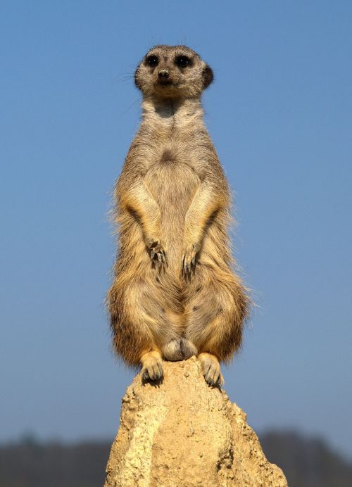 nature animal meerkat