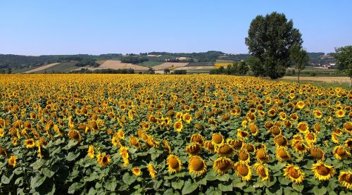 nature sunflower field