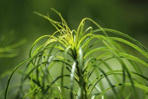 nature grass green