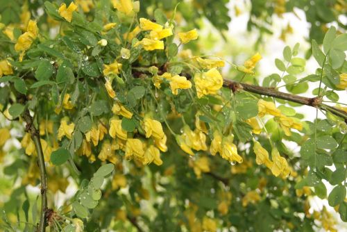 nature yellow acacia spring