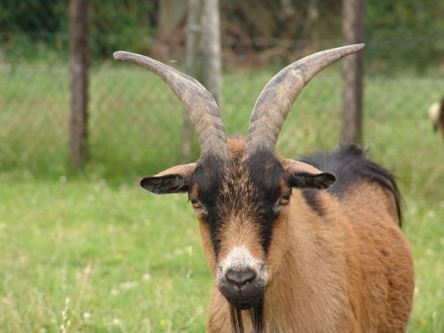 nature animal goat
