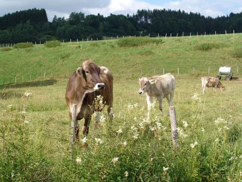 nature cattle meadow