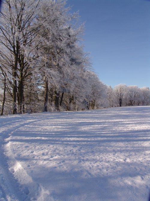 nature winter trees tree