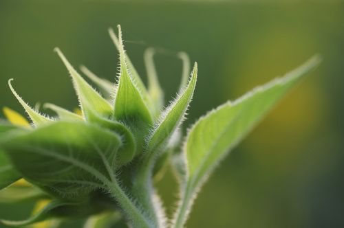 nature plant green