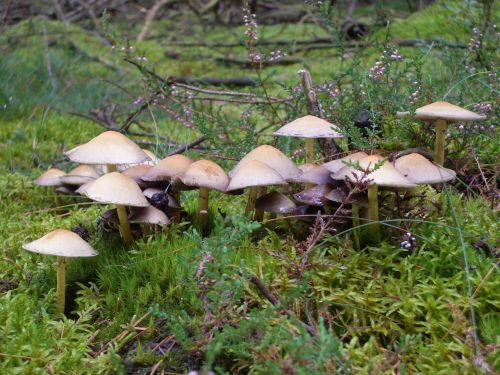 nature mushrooms forest