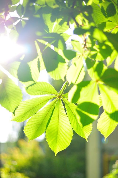 nature chestnut leaves