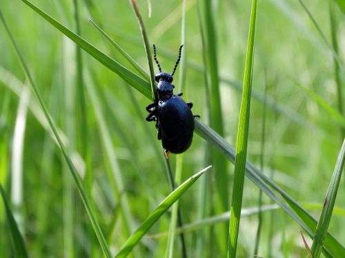 nature insect fauna