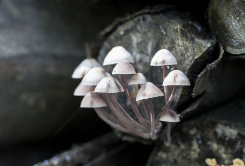 nature mushrooms wood