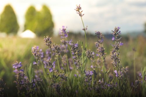 nature plant wildflower