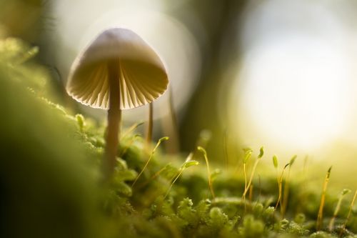 nature mushroom closeup