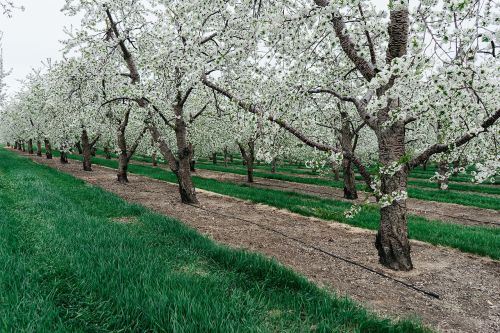 nature plants trees