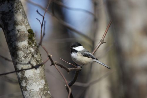 nature animal bird