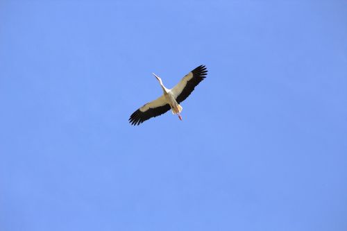 nature bird stork