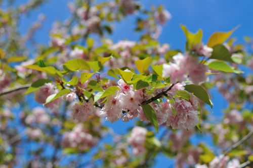 nature bloom garden flowers