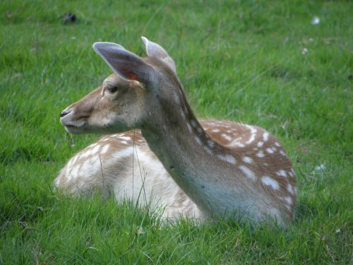 nature fallow deer spring