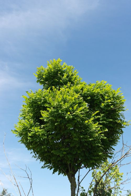 nature tree garden