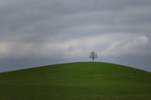 nature tree landscape