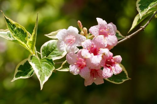 nature flower blossom