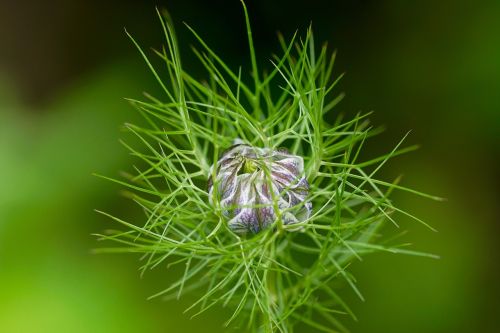 nature plant blossom