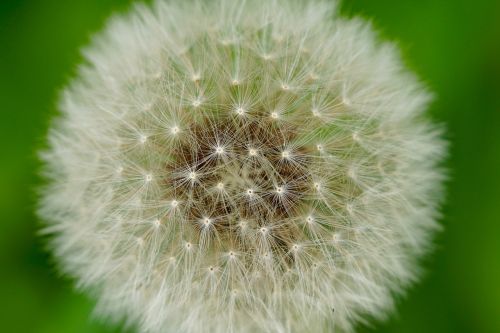 nature flowers dandelion