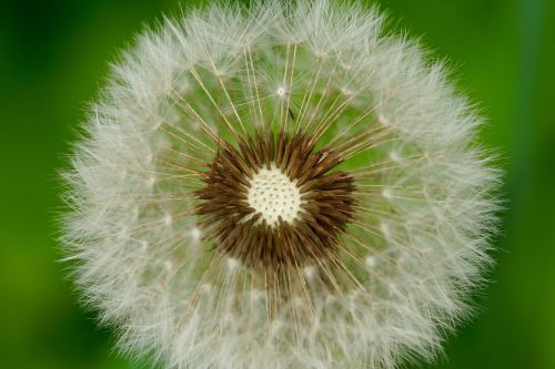 nature flowers dandelion