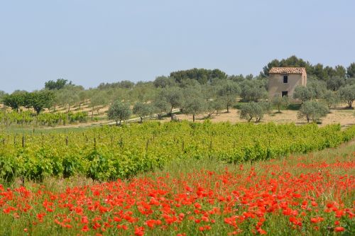 nature view landscape