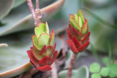 nature cactus plant