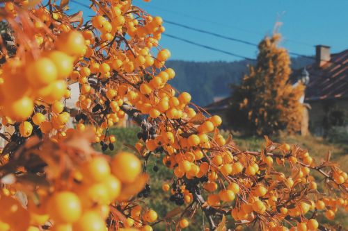 nature plant yellow