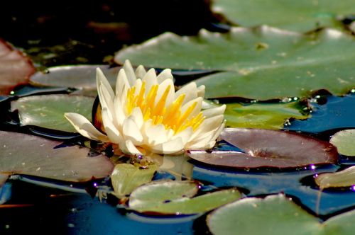 nature aquatic plant water lily