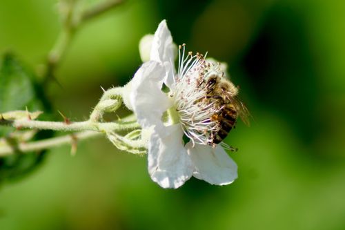 nature sprinkle blossom