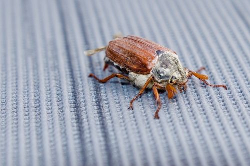 nature beetle may-beetle