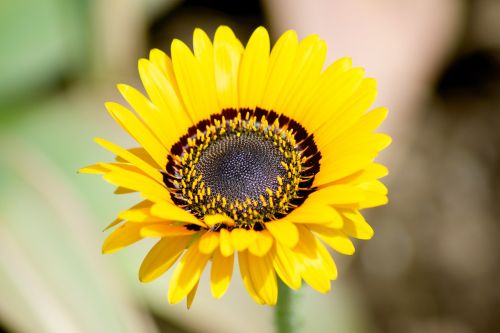 nature flower blossom