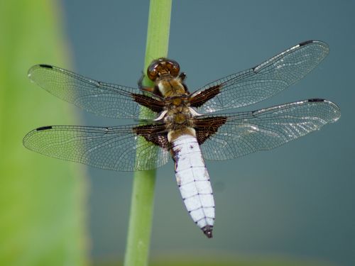 nature insect dragonfly