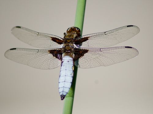 nature insect dragonfly