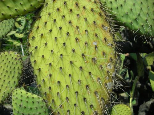 nature cactus plant