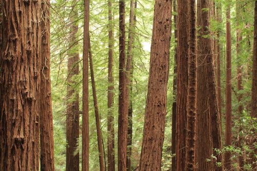 nature forest trees