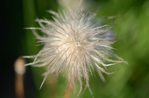 nature floral plant